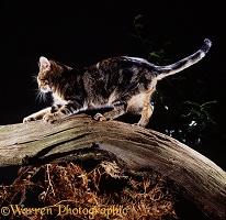 Tabby cat sharpening his claws on a branch