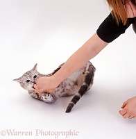 Silver tabby cat biting a person's hand