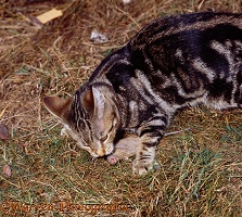 Tabby Shorthair cat playing with mouse prey