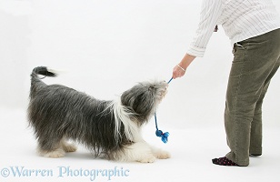 Bearded Collie bitch playing yug with owner