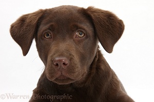 Chocolate Labrador pup, 3 months old