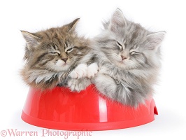 Maine Coon kittens, in a food bowl