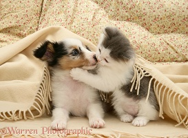 Playful kitten and Sheltie pup under a blanket