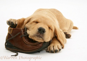 Retriever pup asleep on a child's shoe