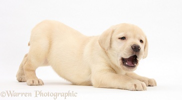 Yellow Labrador Retriever puppy, 7 weeks old