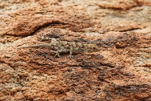Bradfield's Namib day gecko camouflaged