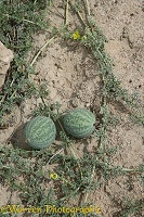 Wild melons in the Namib desert