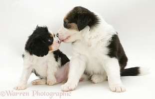 King Charles and Border Collie pups