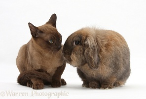 Young Burmese cat and Lionhead-cross rabbit