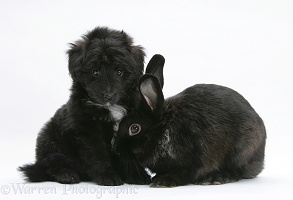 Black Sheltie x Poodle pup with black rabbit