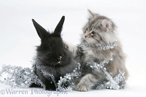 Maine Coon kitten and black rabbit with tinsel