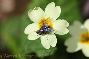 Bluebottle Fly on Primrose flower
