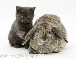 Grey kitten and agouti lop rabbit