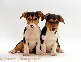 Jack Russell Terrier x Collie puppies