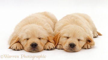 Two Yellow Labrador Retriever pups asleep
