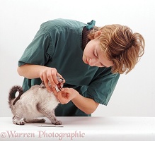 Vet examining a kitten's mouth