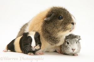 Guinea pig mother and babies