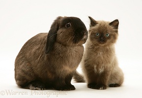 Chocolate Birman-cross kitten with chocolate Lop rabbit