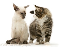 Blue-point Siamese kitten and Maine Coon kitten