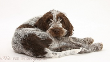 Spinone pup lying looking over his shoulder
