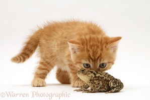 Ginger kitten and toad