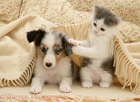 Playful kitten and Sheltie pup under a blanket