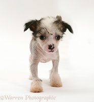 Naked Chinese Crested pup