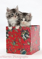Maine Coon-cross kittens, 7 weeks old, in a box
