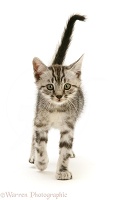 Brown tabby kitten walking forward with tail up