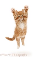 Ginger kitten leaping with arms outstretched