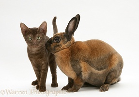 Brown Burmese-cross kitten with sooty-fawn Rex rabbit