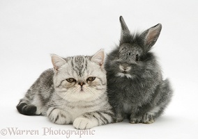 Exotic kitten with Lionhead rabbit