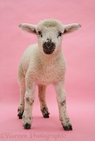 Lamb on pink background