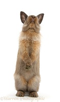 Lionhead-cross rabbit sitting up on its haunches