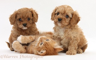Cavapoo pups and ginger kitten