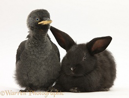 Baby Jackdaw and baby black rabbit