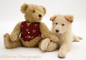 White Alsatian pup and teddy bear