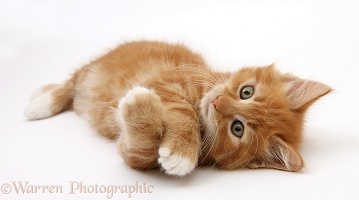 Ginger kitten rolling playfully on his side