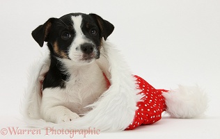 Jack Russell Terrier pup in a Santa hat