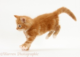 Ginger kitten running
