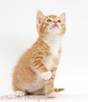 Ginger kitten sitting with a paw raised