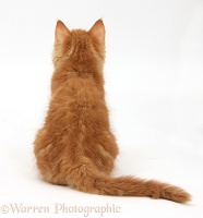Ginger kitten, back view