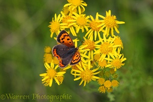 Small copper butterfly on ragwort