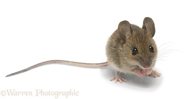 Wood mouse