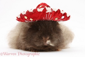Shaggy Guinea pig wearing a Mexican hat