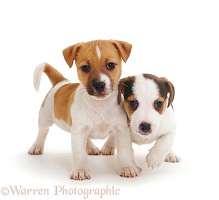 Jack Russell Terrier pups, 6 weeks old