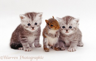 Kittens and Grey Squirrel