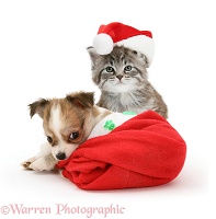 Maine Coon kitten and Chihuahua puppy in Santa hats