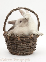 Baby rabbits kissing in a wicker basket