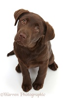Chocolate Labrador pup, 3 months old